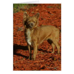 Chihuahua Regardant la caméra