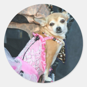 Chihuahua Ronde Sticker