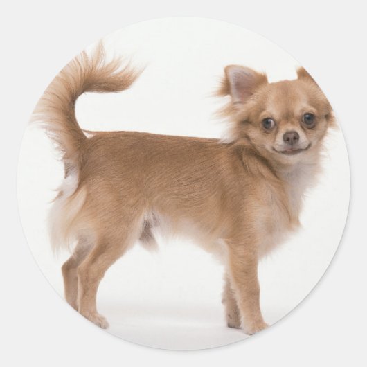 Chihuahua Ronde Sticker (Voorkant)