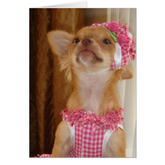 chihuahua rose