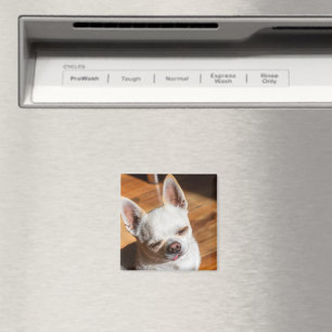 Chihuahua slaperige knipoog ontspannen tong uit Fo Magneet