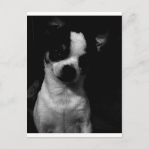 Chihuahua Small Dog Briefkaart
