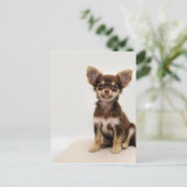 Chihuahua Small Dog Briefkaart (Staand voorkant)