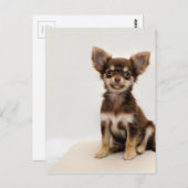 Chihuahua Small Dog Briefkaart (Voorkant / Achterkant)