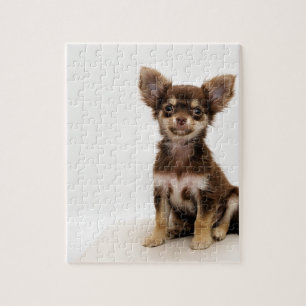 Chihuahua Small Dog Legpuzzel