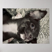 Chihuahua Smiling Print