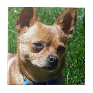 Chihuahua Tegeltje