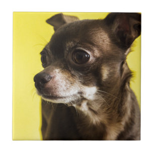 chihuahua tegeltje
