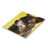 chihuahua tegeltje (Zijkant)