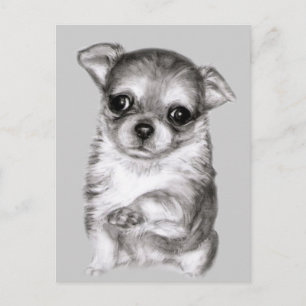 Chihuahua tekening briefkaart