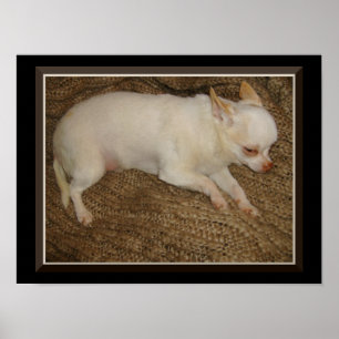 Chihuahua Tenir un oeil ouvert affiche