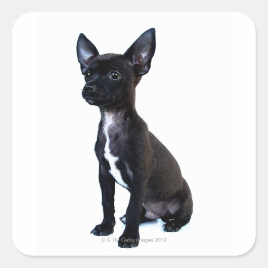 Chihuahua Vierkante Sticker (Voorkant)