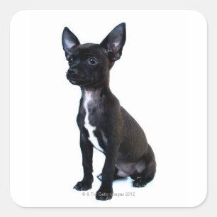 Chihuahua Vierkante Sticker