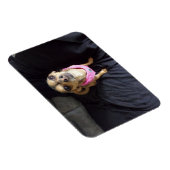 Chihuahua Vous regardant No 2 Magnet flexible (Côté Droit)