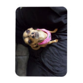 Chihuahua Vous regardant No 2 Magnet flexible (Vertical)