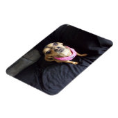 Chihuahua Vous regardant No 2 Magnet flexible (Côté Gauche)