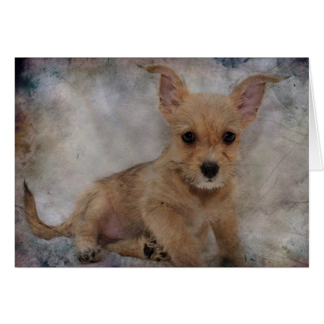 Chihuahua/Yorkie Puppy (Devant horizontal)