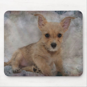 Chihuahua/Yorkie Puppy Muismat