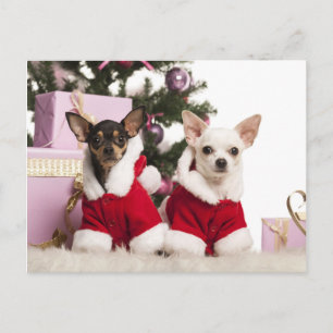 Chihuahua zit en draagt een kerstpak feestdagenkaart