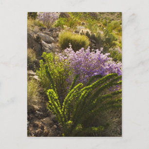 Chihuahuan woestijnplanten in bloei briefkaart