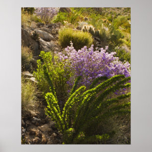 Chihuahuan-woestijnplanten in bloom poster