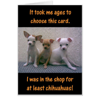 Chihuahuas