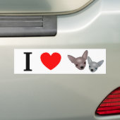 Chihuahuas Bumpersticker (Op auto)