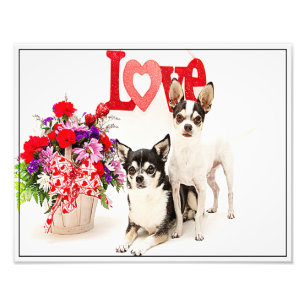 Chihuahua's, Flowers en Love Foto Afdruk