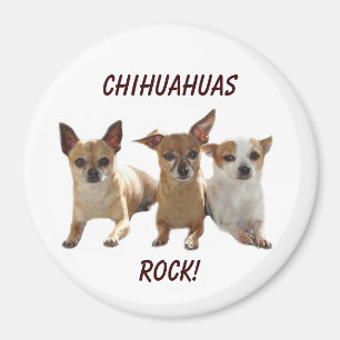 Chihuahuas Rock Magnet Magneet