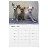 Chihuahuas Wall Calendar Kalender (Feb 2026)