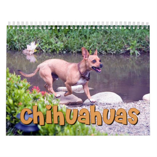 Chihuahuas Wall Calendar Kalender (Hoes)