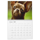 Chihuahuas Wall Calendar Kalender (Jan 2027)
