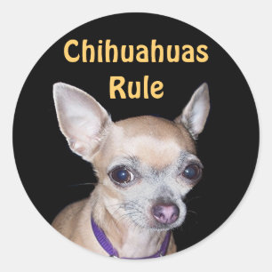 Chihuhahua kijkt naar jou ronde sticker