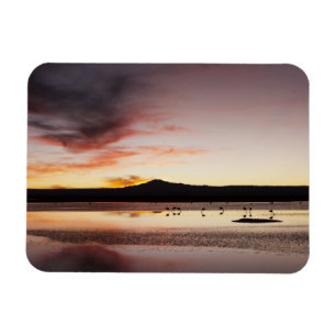 Chilean Flamingo Magneet