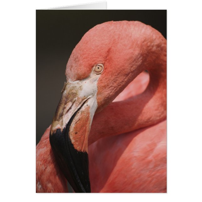 Chilean Flamingo, Phoenicopterus chilensis (Voorkant)