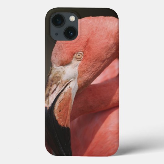 Chilean Flamingo, Phoenicopterus chilensis Case-Mate iPhone Case (Achterkant)