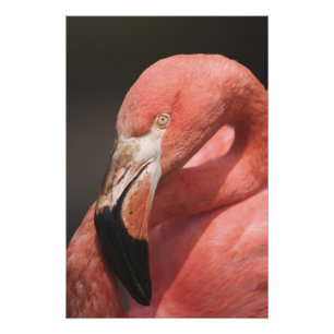 Chilean Flamingo, Phoenicopterus chilensis Foto Afdruk