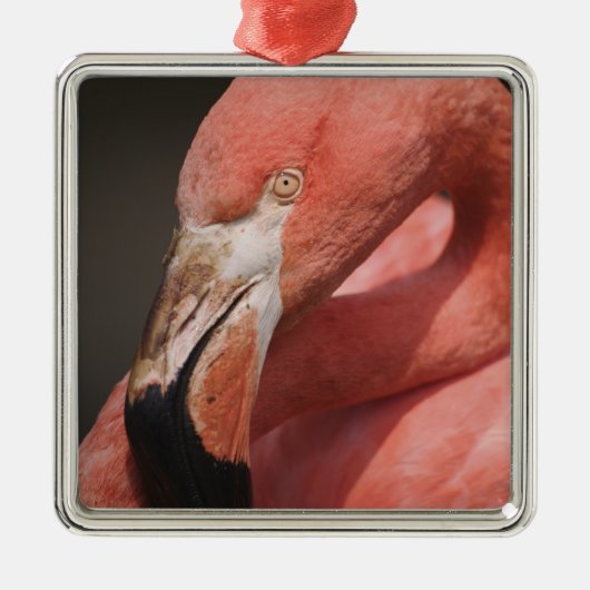 Chilean Flamingo, Phoenicopterus chilensis Metalen Ornament (Voorkant)