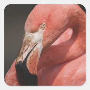 Chilean Flamingo, Phoenicopterus chilensis Vierkante Sticker