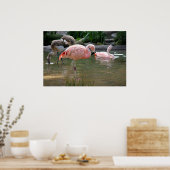 Chilean Flamingo Poster (Keuken)