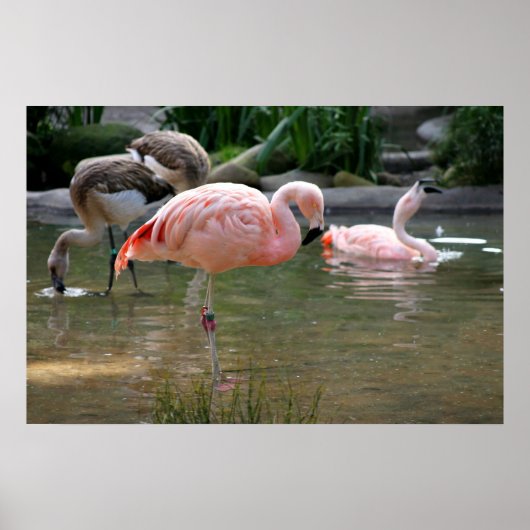 Chilean Flamingo Poster (Voorkant)