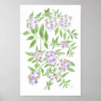 Chileense aardappelboomkussen poster
