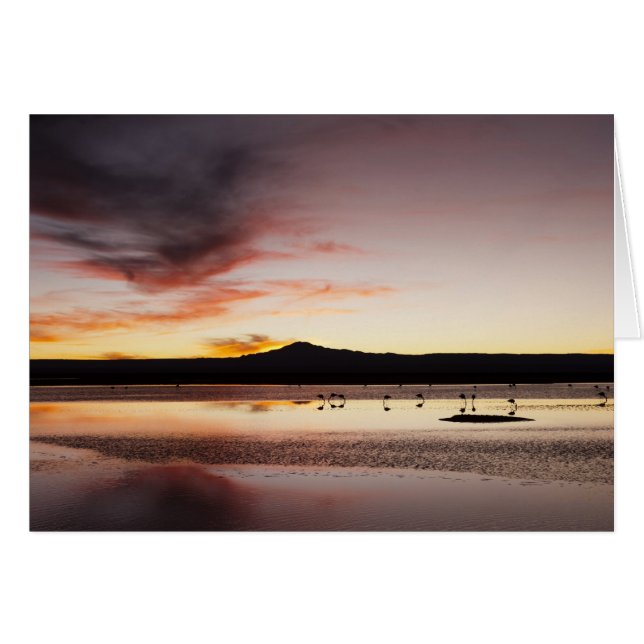 Chileense Flamingo (Voorkant Horizontaal)