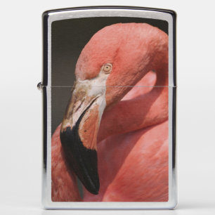 Chileense Flamingo, Phoenicopterus chilensis