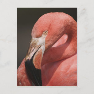 Chileense Flamingo, Phoenicopterus chilensis Briefkaart