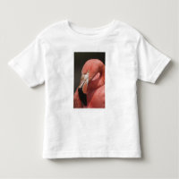 Chileense Flamingo, Phoenicopterus chilensis