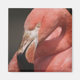 Chileense Flamingo, Phoenicopterus chilensis Magneet
