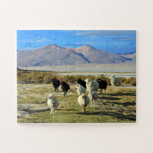 Chileense schapen 30-pc legpuzzel