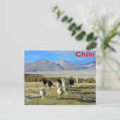Chileense schapen briefkaart (Staand voorkant)