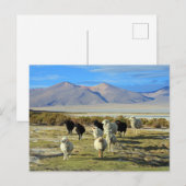 Chileense schapen briefkaart (Voorkant / Achterkant)